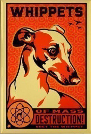 ColinDeDog's tweet image. It&apos;s that time again!
#whippetWednesday