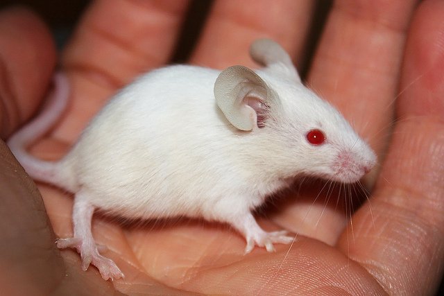 agewisescience's tweet image. Alzheimer’s treatment could target brain inflammation.
@chrssomers writing wp.me/p6Q4mT-8U