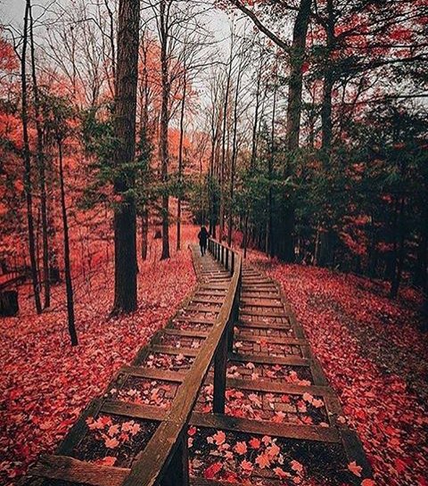 NatureK1nd's tweet image. •#Toronto, #Ontario.