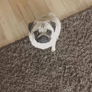 Joy_PhotoCam's tweet image. Hello human give food please #pug #pugsofinstgram findelight.net/puggie_detail.…
