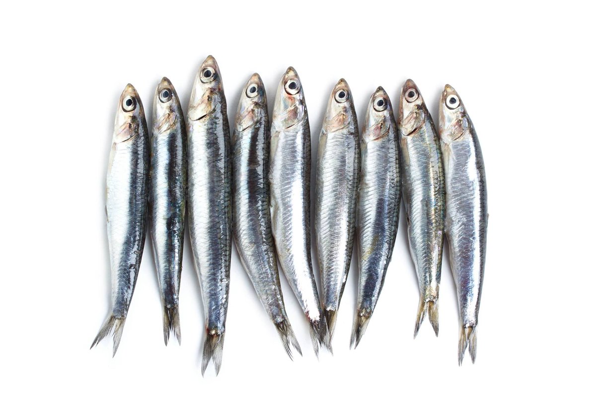 Va-t-on vivre serrés comme des sardines quand on sera 9 milliards ? Si on en parlait ? bit.ly/1VV65cu #film