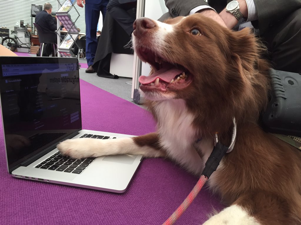 PervadeJonathan's tweet photo. Found a search & rescue dog @SearchDogZak that can use our software at #SecurityandPolicing #cybersecurity #easyui https://t.co/EO9jxwl75B