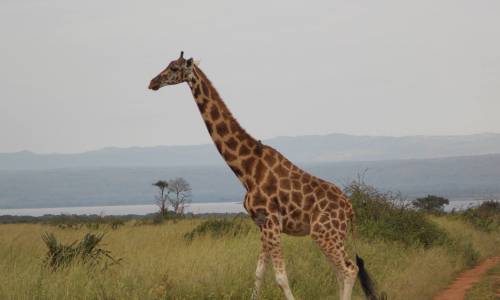 Gorilla Experience &amp; #Safari is just one of the <a href="/InspiredESC/">Inspired Escapes</a> #adventure events now on: adventure-eyes.com/events/trips/g…