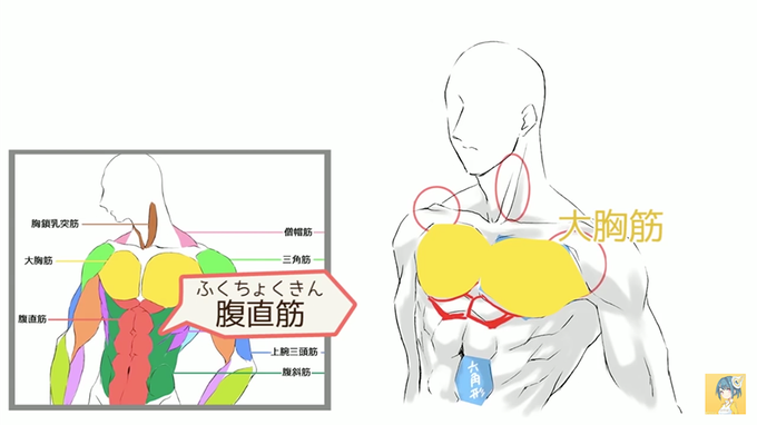 筋肉の描き方のtwitterイラスト検索結果 古い順 筋肉の描き方のtwitterイラスト検索結果 古い順