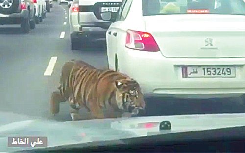 muscat_daily's tweet photo. Tiger on expressway: Big cat on the loose in Doha > https://t.co/43x43UYjQx https://t.co/MaGi1TPgV1