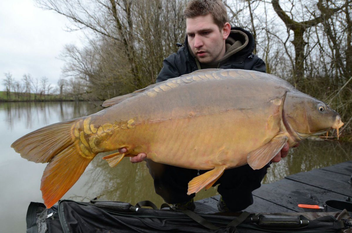 BaitsLive's tweet photo. The next carp from our Trip to France :). #Carp #Fishing #R&amp;LBaits https://t.co/SeAoQmTzPa