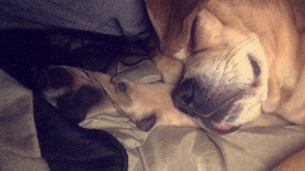 dinahhonestly's tweet image. @dinahhonestly LOOK AT HIM 😩