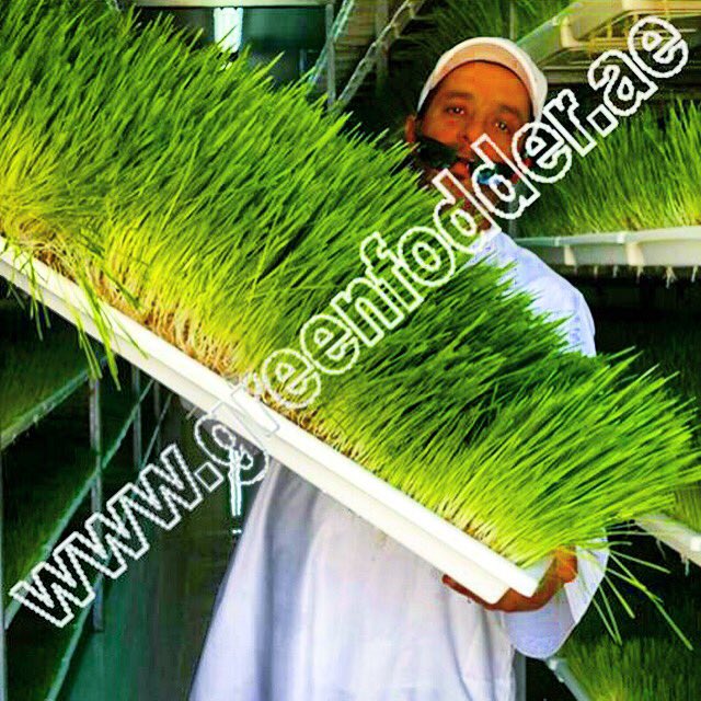 Green Fodder on Twitter "جرين_فودير الشعير_المستنبت استنبات  Green Fodder on Twitter "جرين_فودير الشعير_المستنبت استنبات