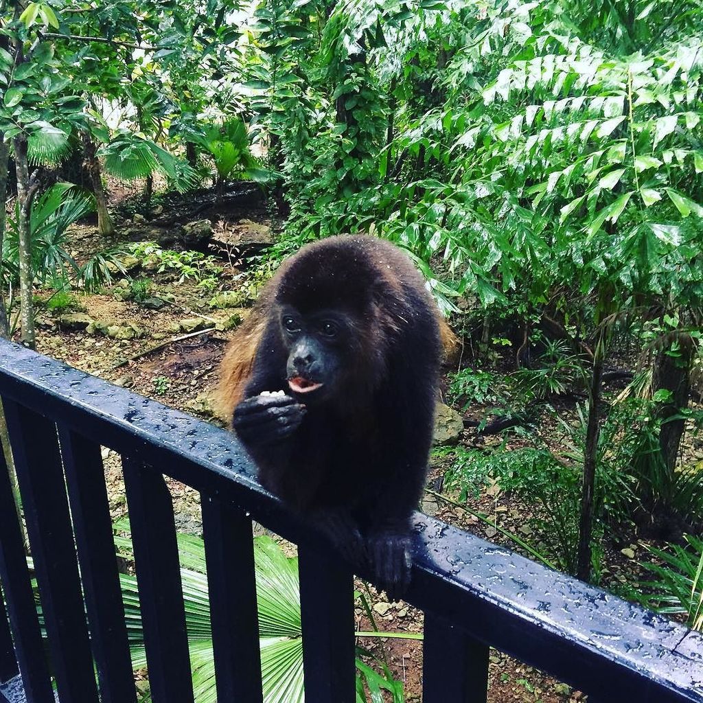 MientrasPlaya's tweet image. 🐒 #chowingdown #mexico by @andrejackson - ift.tt/1Rzzbuc