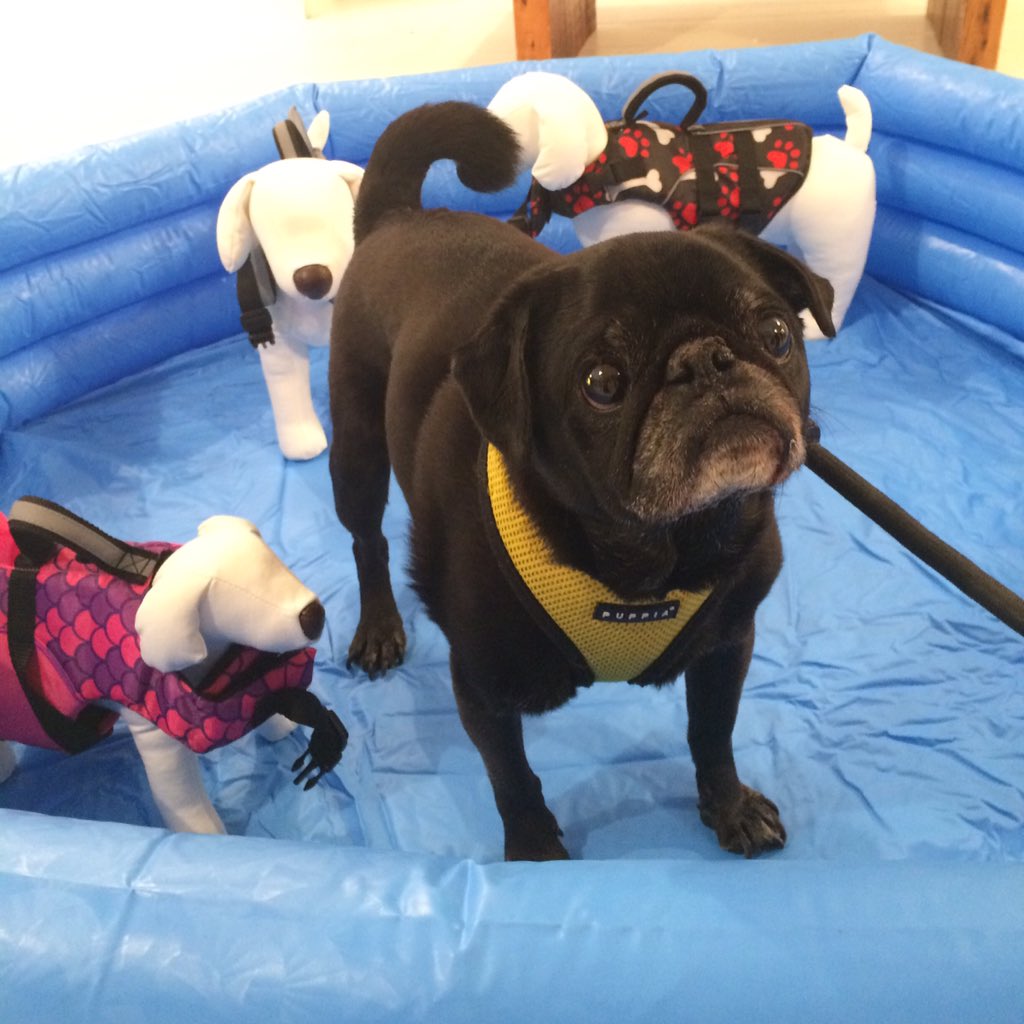 HamiltonPug's tweet photo. I'm in a waterless pool with well-dressed fake dogs. Help. #springintopetsmart https://t.co/XAq8vWJtTB