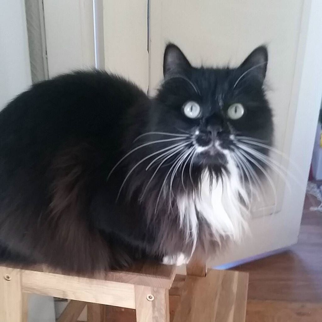 circlingsquare's tweet photo. Look at this handsome boy😍 #catstagram #catsofinstagram #cats_of_instagram #igkitty #igcats #instagramcat #mustache… https://t.co/PSXMHOhyeK
