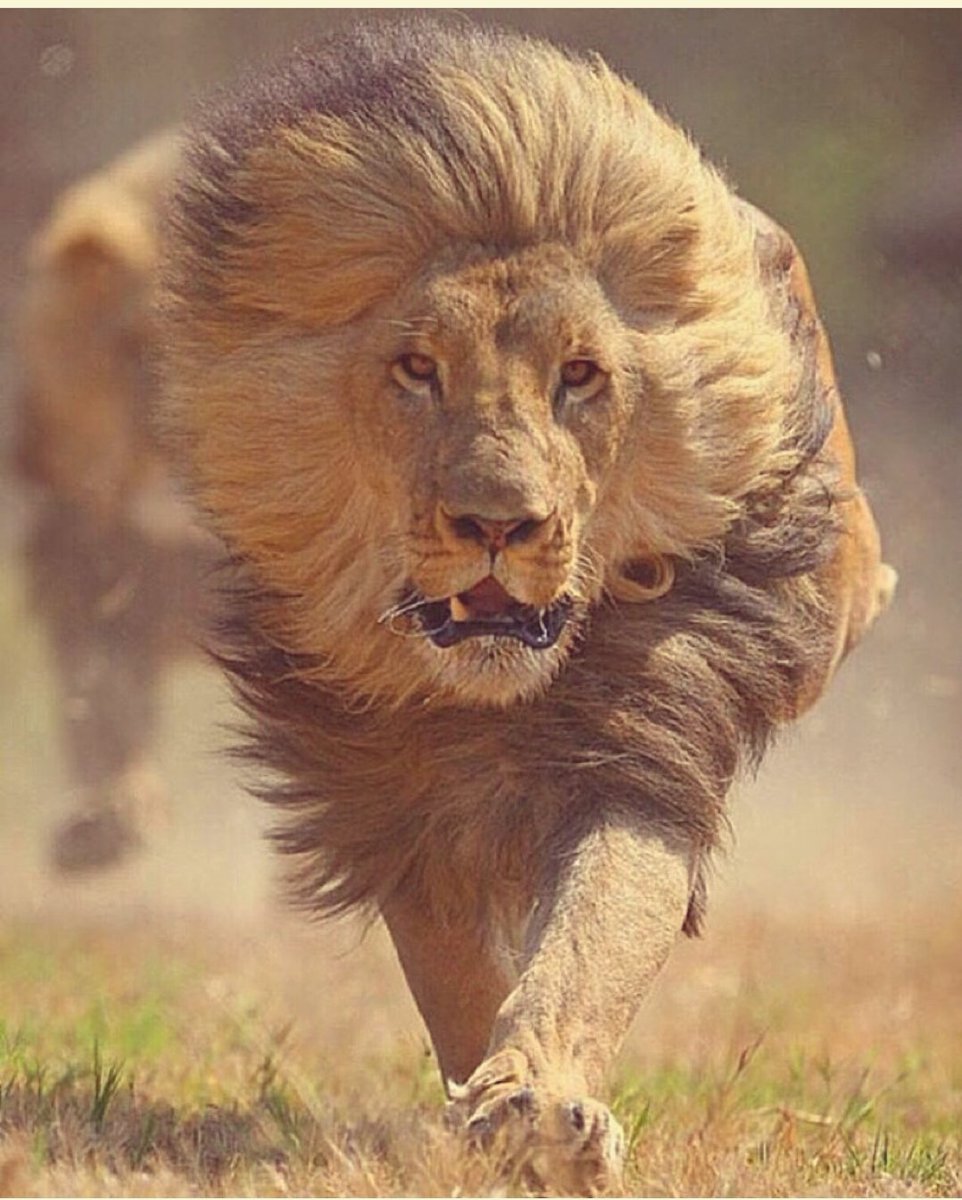 Este_Vizcarra's tweet photo. Daripada terus bawa perasaan lebih baik move on dan bawa perubahan.Semangat Lions !! GOD BLESS https://t.co/jirqWOdtxm