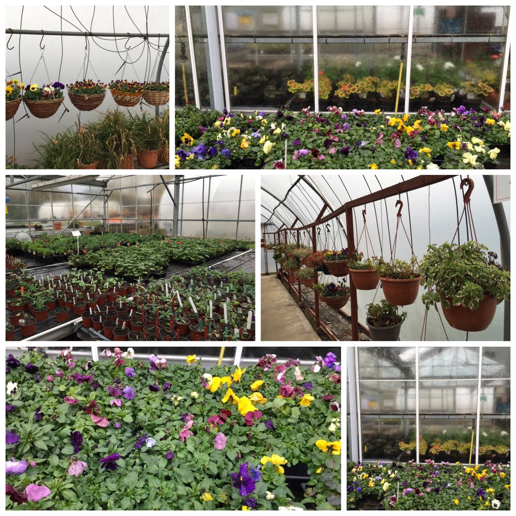 Did you know our MH service users are behind our Linnaeus horticultural nursery? Buy from 1 Cordelia Close, LE5 0LE
