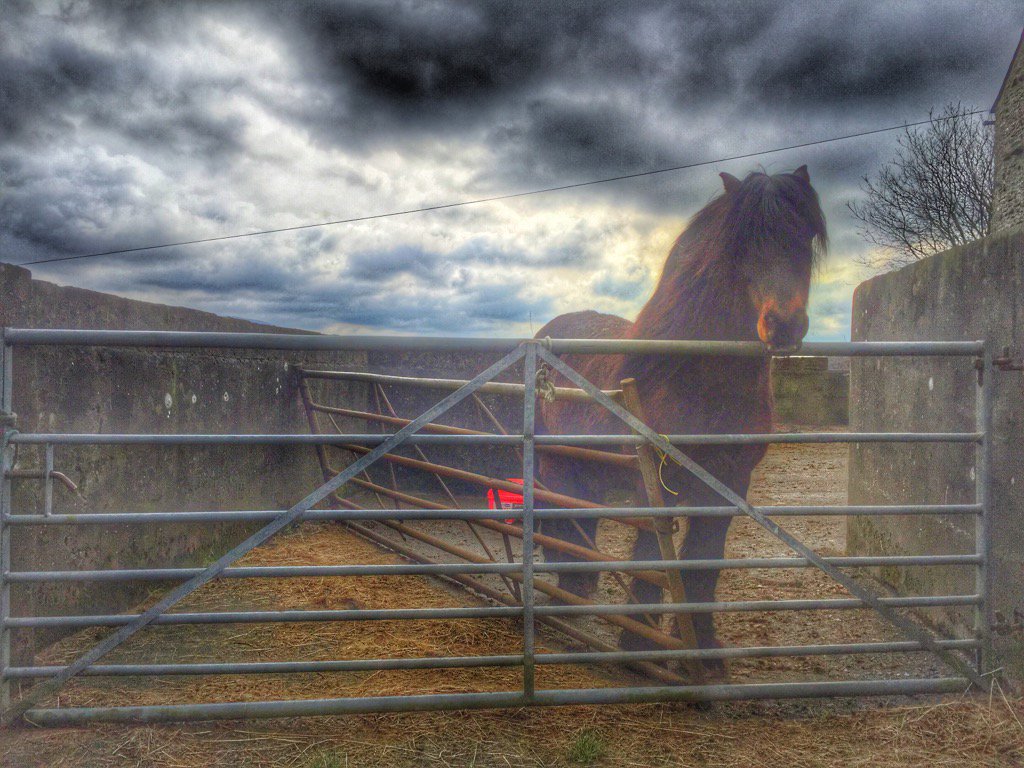 woolismybread's tweet photo. Waiting for hay. Curlews calling. Sheep gathering. #doingup @NFUCountryside @CumbriaWeather https://t.co/gkaiGvSMJd https://t.co/R4vyVtguLF