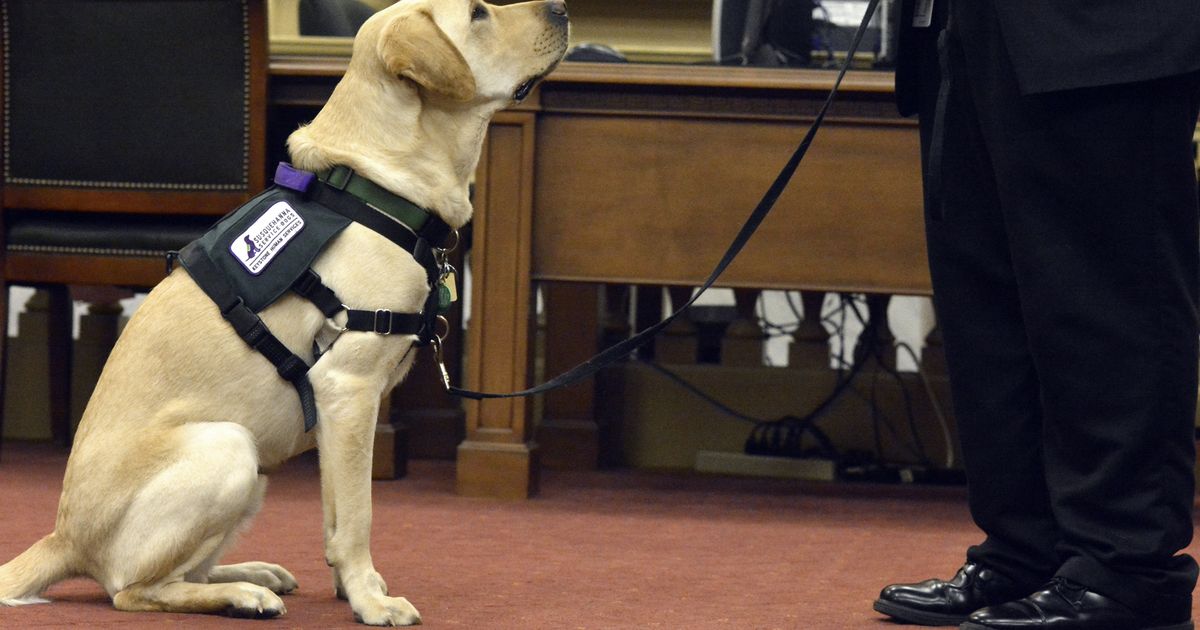 SSDOGS's tweet image. More about courthouse dog SSD Fahrenheit! Watch the video to see the tasks he knows: yorkdispatch.com/story/news/201…