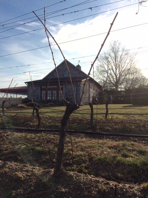 Pruned vines - a sure sign of the impending Spring Season!  #LIcharacter