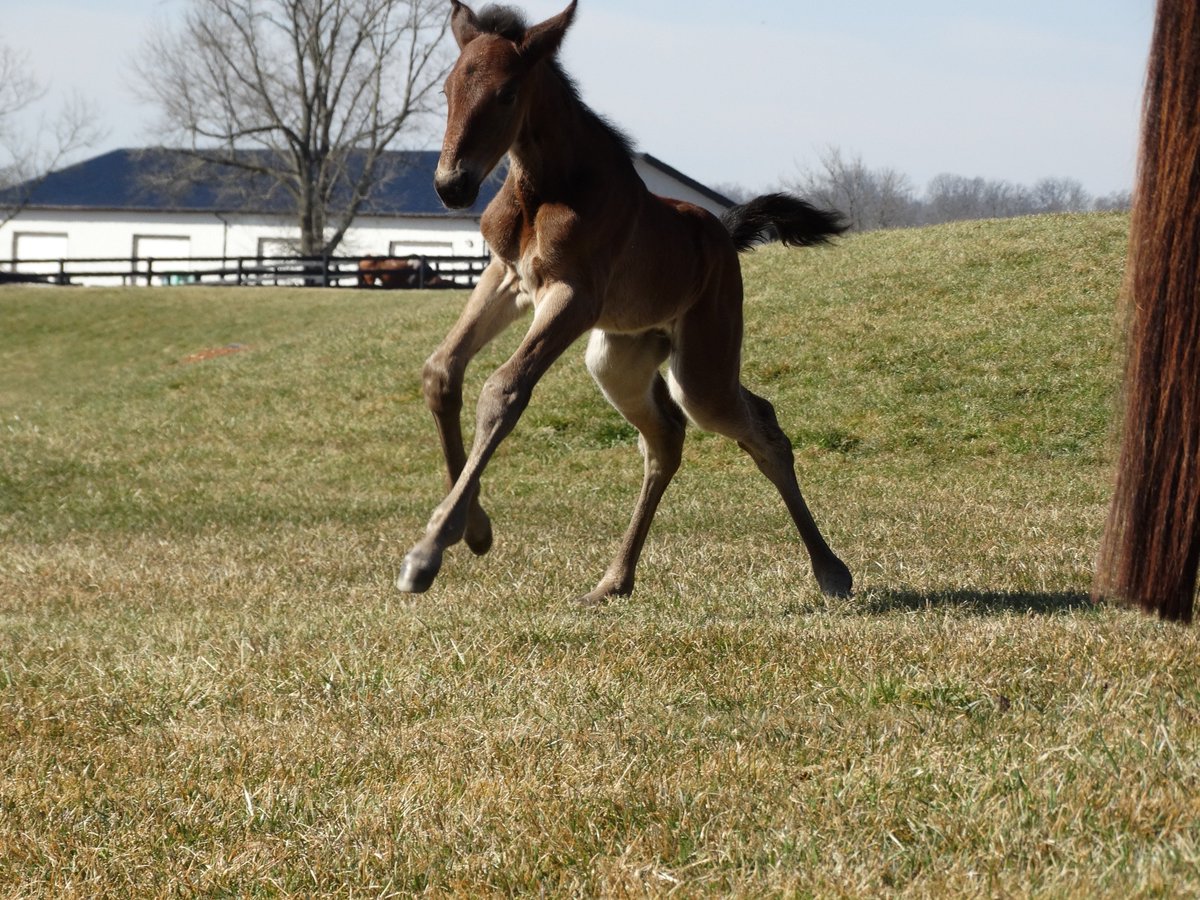 DiamondCreekKY's tweet photo. Happy Wednesday!! Donato Hanover x Sister Sammy colt #tinytrotters #luvharness #srpingahead https://t.co/duSnig0xha