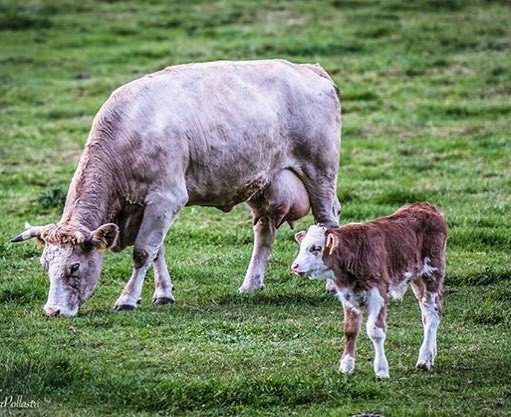 Macfan1963's tweet photo. Mamma e Vitellino . ❤️✌🏼️😊 #visittrentino #instaledro #instatrentino #Trentino #TrentinoWow #trentinowild #trentino… https://t.co/aKdLTo2995