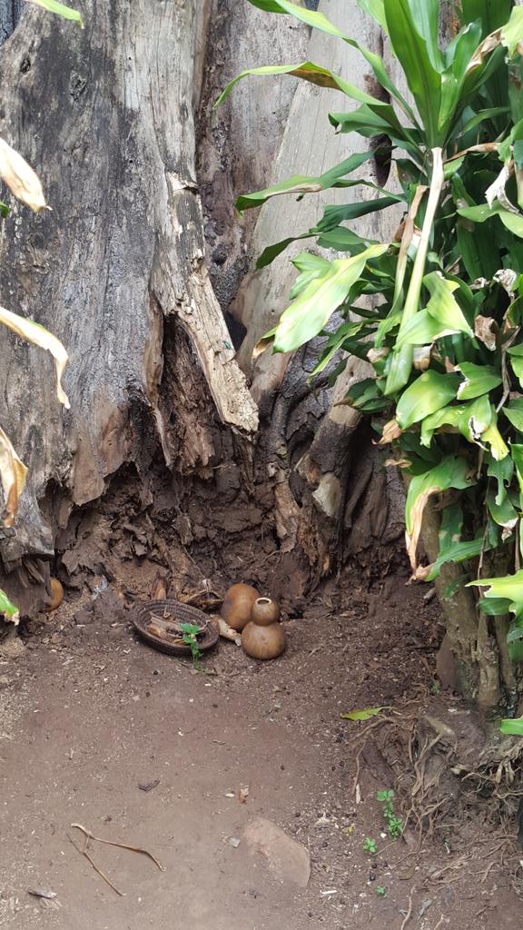 SheilaKulubya's tweet photo. This #Mutuba tree at Kalagala Falls is a traditional religious shrine for the Baganda.. #DiscoverUg #PearlofAfrica https://t.co/ruKjfYRr6k