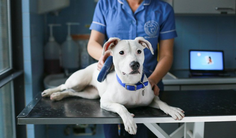 From 6 April all dogs have to be #microchipped &amp; wear a collar &amp; ID tag. Are you prepared? bit.ly/1SgbHPZ