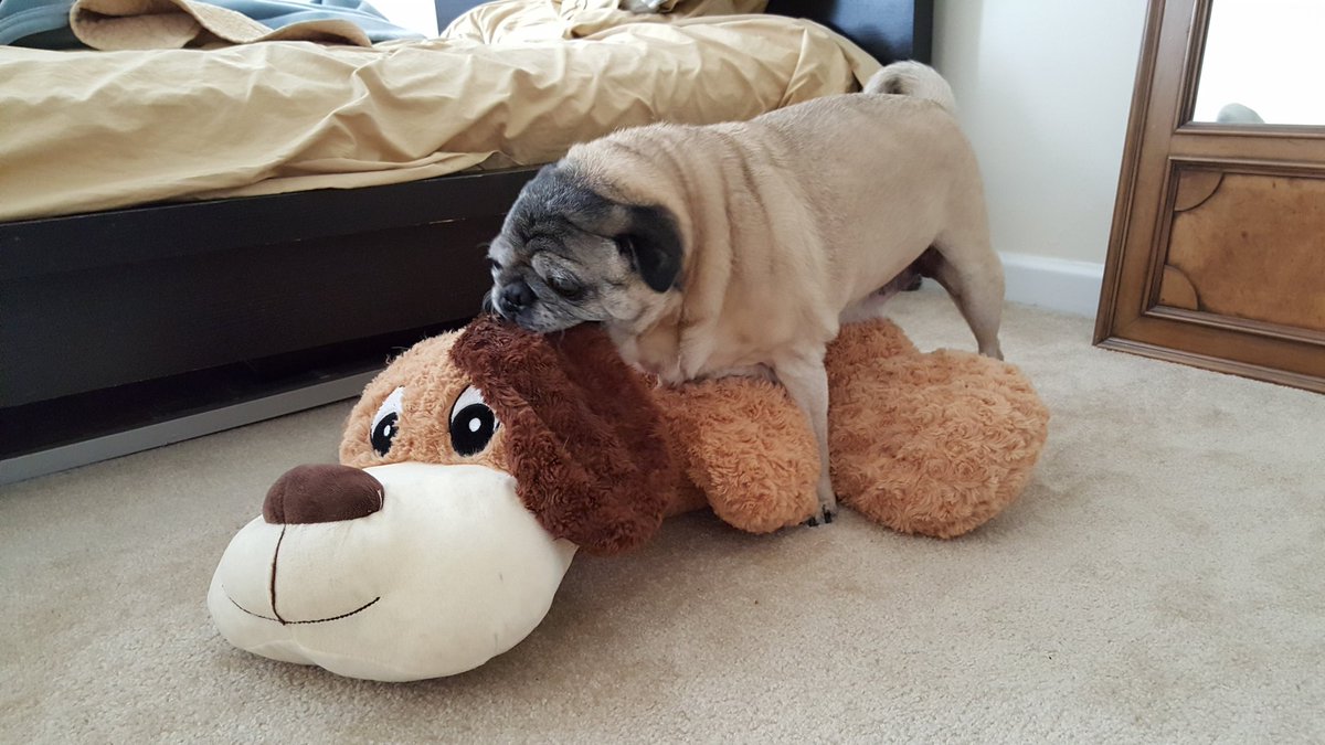 WigziPets's tweet photo. Great weather on the east coast gets this little #wigzi pup frisky https://t.co/sF1F6yJc2y