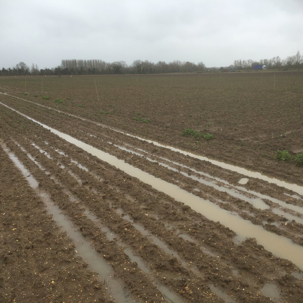 Wherry Pulses tweet media