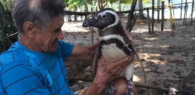 ScienceChannel's tweet photo. This penguin swims 5,000 miles to see his human friend every year. https://t.co/GGbmCJLkdW https://t.co/CIQgci4rd1