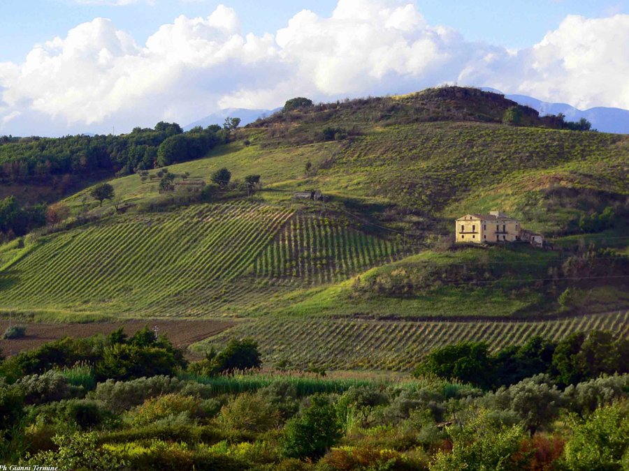 <a href="/IPPOLITO1845/">Ippolito Winery</a> <a href="/LibrandiWine/">Librandi</a> #Odoardi il Sole della #Calabria ad #Operawine2016