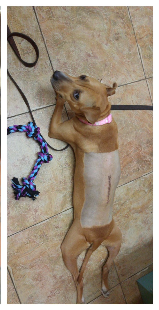 SUFPFoundation's tweet photo. SUFP grant recipient Sugar Mama, and dogfighting survivor recovering well from her spine surgery! #endogfighting https://t.co/lp6k4HNviT
