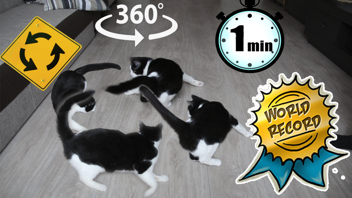 CatPusic's tweet photo. WORLD RECORD!! What does a cat laps in 1 minute
Video: https://t.co/VHGqSGxaB4

#catpusic #cat #cats https://t.co/hmZQqNPYnk
