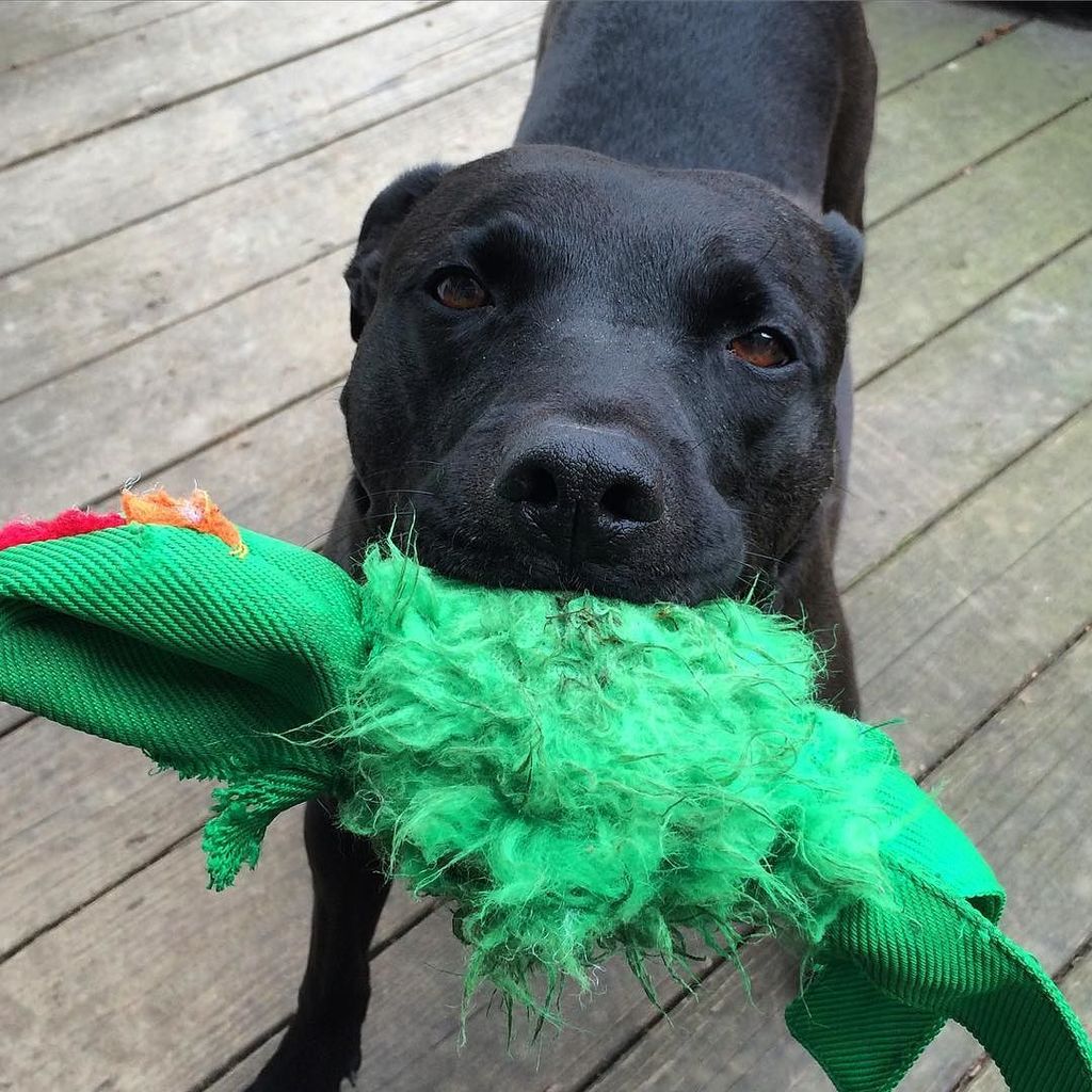 casualcontrast's tweet photo. LOOK AT MY GROSS TOY! I LOVE IT SO MUCH! #bobdraher #blacklab #labmix #labstagram #labsofi… https://t.co/XBE9TzoBZo https://t.co/oVnu8cUjVr