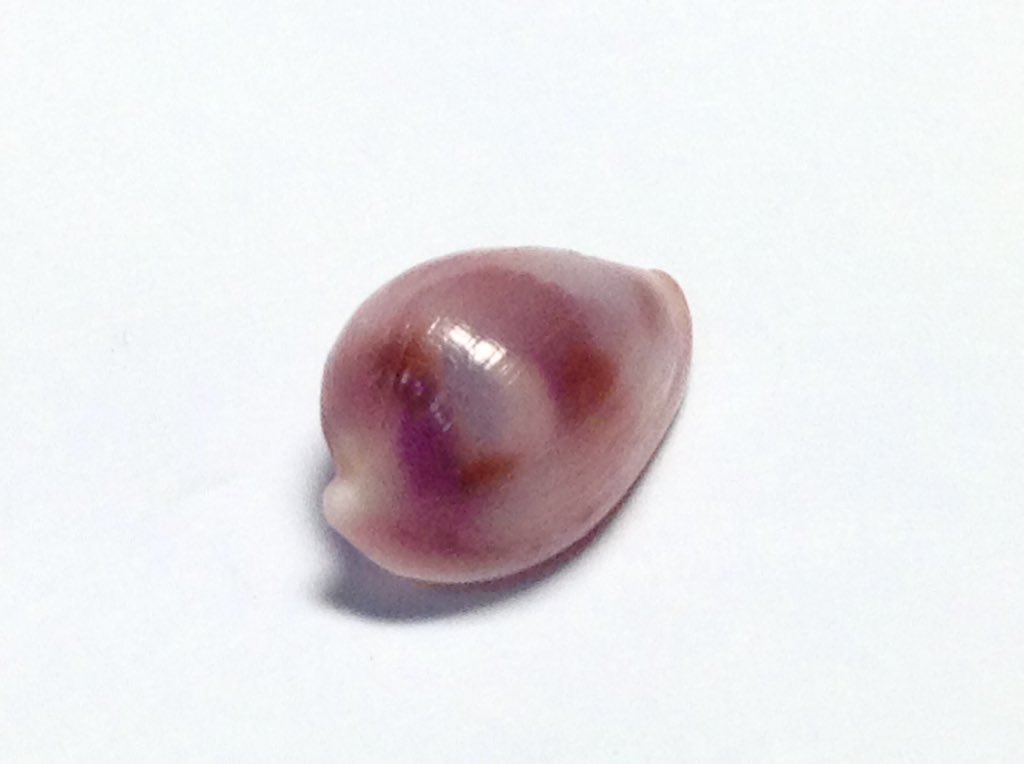 テンロクケボリガイ
Pseudosimnia (Dimiovula)  punctata(Duclos, 1831) 
バライロケボリ型