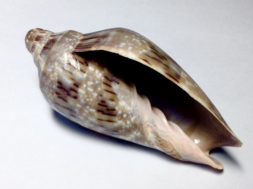 ミユキコオロギボラ
Cymbiola nivosa (Lamarck, 1804)
オーストラリアに分布