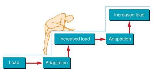PierreJason1's tweet image. Load-adapt-increase load-adapt. Simplicity is excellence #progressiveloading #physio #mechanotherapy