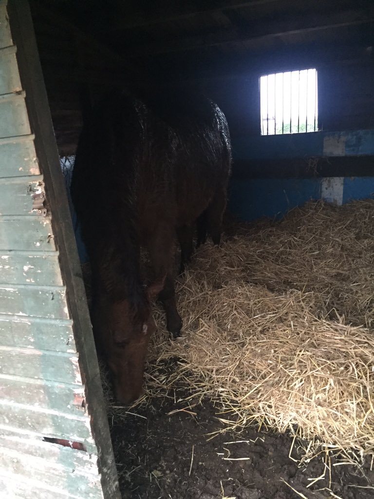 Stanley92Rachel's tweet photo. Clearly horses don't care about the rain, out all day and only went in his shelter for his dinner! 😋 @DrDawnHarper https://t.co/m6vAHzUd0Q