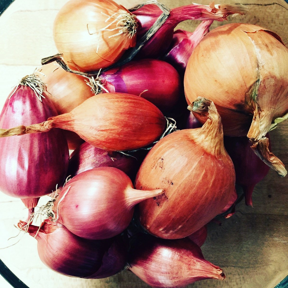 KnownSourceFarm's tweet image. The last of our 2015 onion #harvest just as this years #seed goes in the ground. The cycle of #nature ! #harvest2016