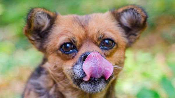 Pazoo_Inc's tweet photo. Kinda cool things about dogs you may not know... https://t.co/2NIKz8pBhl https://t.co/HOR5dmikW2