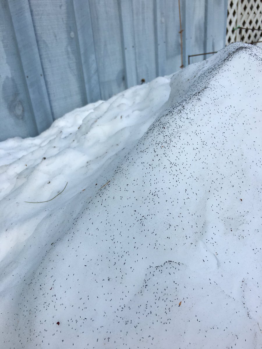 LizannFlatt's tweet photo. This morning I found mount snow flea beside my house! Each of those black dots is a #snowflea ! https://t.co/KDU0tuD4Yx