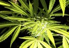 HempMonger tweet picture