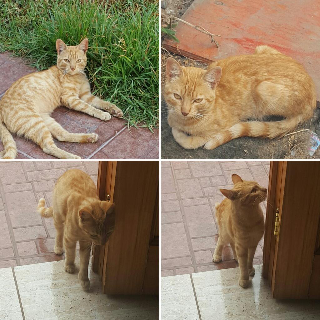 andrea_nlagos's tweet photo. GATITO EN ADOPCIÓN 
6 meses aprox,Macho @mascotas4a @ADOPTAPET_Chile @MascotasRevista @MascotDFLCondes @SOS_GATITOS https://t.co/35GPeWIcUi