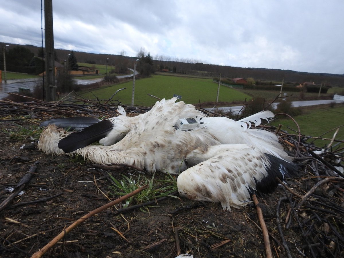 EFEverde tweet media