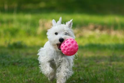 AAAPetResort's tweet photo. You can be assured that at #AAAPetResort we are committed to your #Pets comfort, safety, &amp; well being. #Bradenton https://t.co/kGj1umjLSs