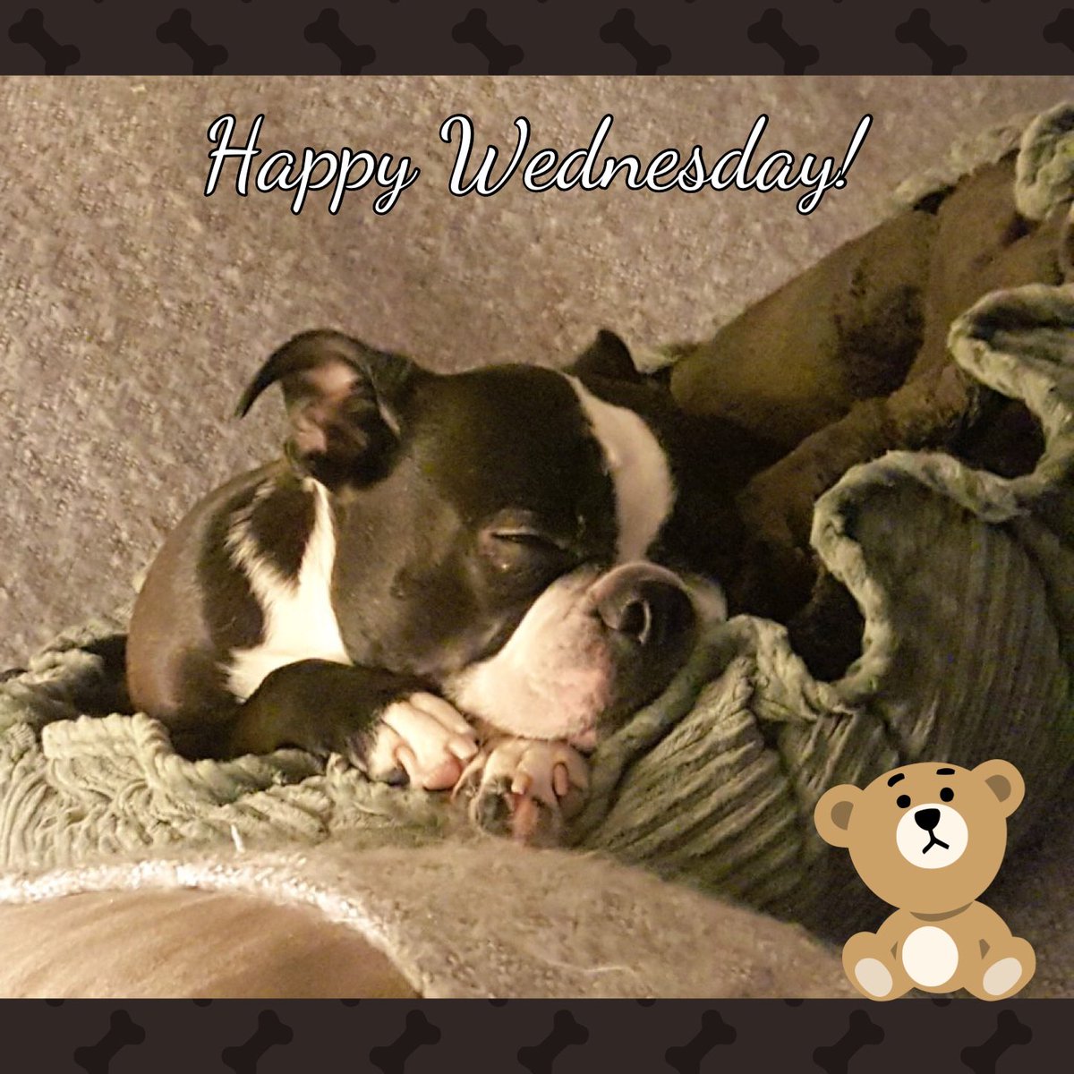 ProctorStation's tweet photo. Gabby a happy resident of #ProctorStation wishes you a HAPPY Wednesday!ππ https://t.co/MCcuzo3YaM