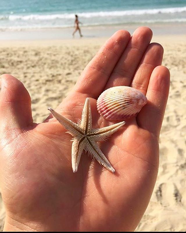 starfishstuff's tweet photo. 🇦🇪🌎🐚🏖#see #seeshell #starfish #seastar #beach #dubai #jumeirahbeach #uae #nature #travelin… https://t.co/f8fTOQSceK https://t.co/9ruLDRiQcZ