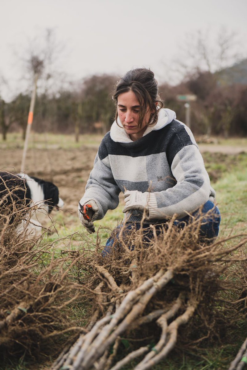 studio2prairies's tweet photo. Gabrielle profite d'une accalmie météo pour planter ses poiriers #fruits #photo @FNPFruits https://t.co/gfkBLMpe9N https://t.co/MMa9mENADP