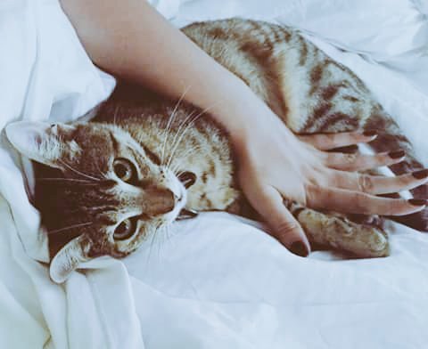 edyescobar681's tweet photo. Creo que vi un lindo gatito? 🍃👀🍃
De quien sera? 🤔
@mrs_carvalho @
#MichelleAVolveriasConTuEx ♥ https://t.co/EgvHI12CD2