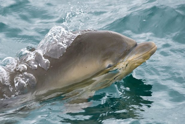 CornishGuardian's tweet photo. VIDEO: Amazing video footage shows 190 dolphins in feeding frenzy off coast of #Cornwall
https://t.co/1eGPXxhE1X https://t.co/pv9MwO446R