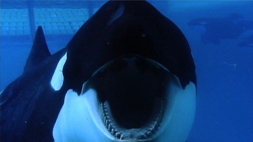 deecelt's tweet photo. Rest in peace away from cruel humans Tilikum, there will be no forgiveness for your captives #orcarescues https://t.co/0Skw6wcAHs