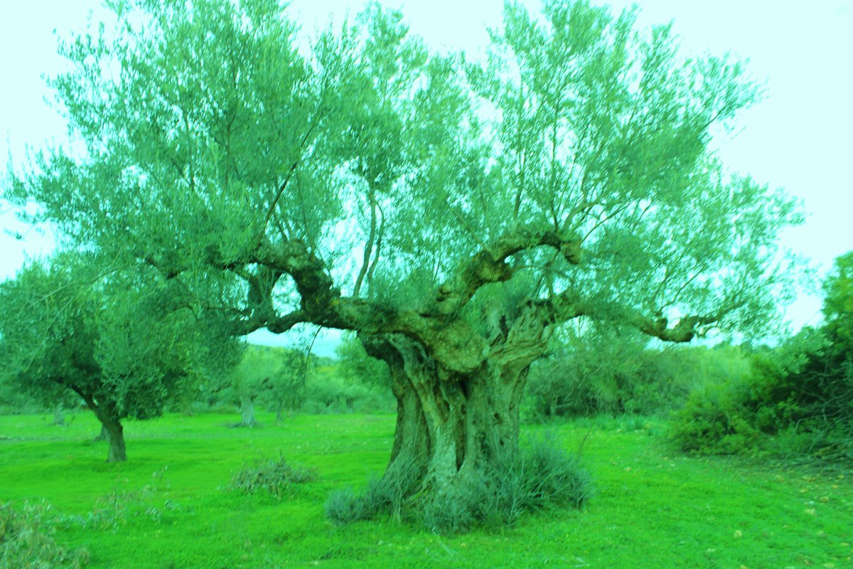 Vrisi36's tweet photo. Bringing Ancient Foods &amp; Wines from Greece to Modern American tables. https://t.co/dwUwj9w8e1 @FlyingOliveFarm https://t.co/9QkYlzcKrN