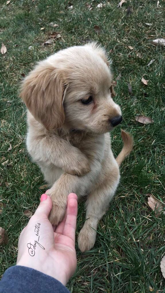 dog_rates's tweet photo. This is Harper. She scraped her elbow attempting a backflip off a tree. Valiant effort tho. 12/10 https://t.co/oHKJHghrp5